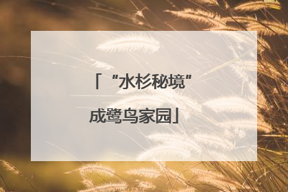 “水杉秘境”成鹭鸟家园