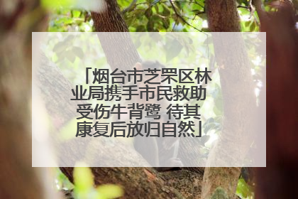 烟台市芝罘区林业局携手市民救助受伤牛背鹭 待其康复后放归自然