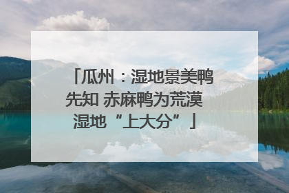 瓜州：湿地景美鸭先知 赤麻鸭为荒漠湿地“上大分”
