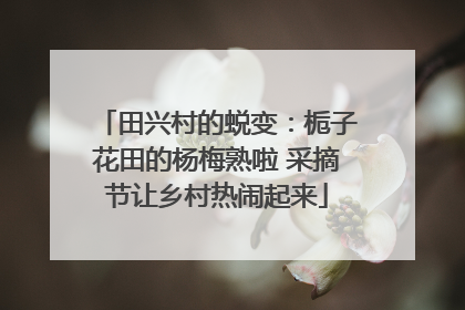 田兴村的蜕变：栀子花田的杨梅熟啦 采摘节让乡村热闹起来