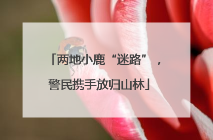 两地小鹿“迷路”，警民携手放归山林