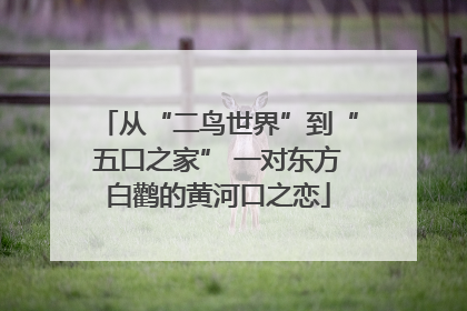 从“二鸟世界”到“五口之家” 一对东方白鹳的黄河口之恋