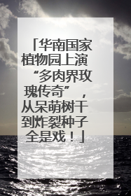 华南国家植物园上演“多肉界玫瑰传奇”，从呆萌树干到炸裂种子全是戏！