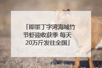 即墨丁字湾海域竹节虾迎收获季 每天20万斤发往全国