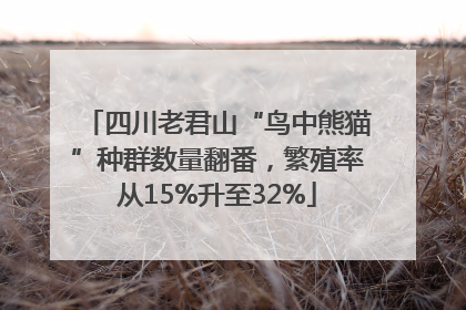 四川老君山“鸟中熊猫”种群数量翻番，繁殖率从15%升至32%