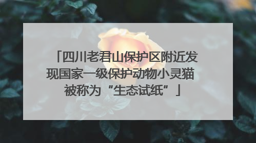 四川老君山保护区附近发现国家一级保护动物小灵猫 被称为“生态试纸”