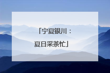宁夏银川：夏日采茶忙