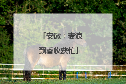安徽：麦浪飘香收获忙