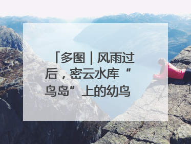 多图｜风雨过后，密云水库“鸟岛”上的幼鸟还好吗？