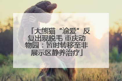 大熊猫“渝爱”反复出现脱毛 重庆动物园：暂时转移至非展示区静养治疗