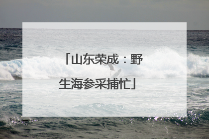 山东荣成：野生海参采捕忙