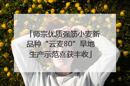 师宗优质强筋小麦新品种“云麦80”旱地生产示范喜获丰收