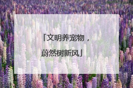 文明养宠物,蔚然树新风