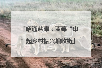 昭通盐津：蓝莓“串”起乡村振兴增收链