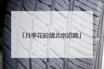 月季花扮靓北京道路