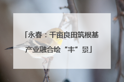 永春：千亩良田筑根基 产业融合绘“丰”景