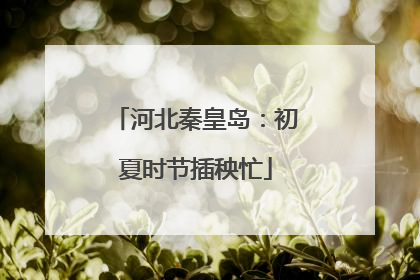 河北秦皇岛：初夏时节插秧忙