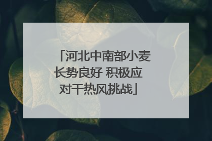 河北中南部小麦长势良好 积极应对干热风挑战
