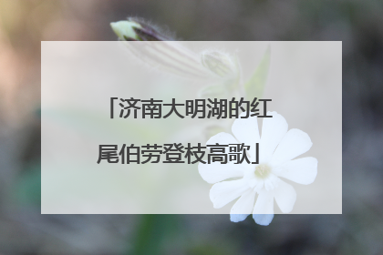 济南大明湖的红尾伯劳登枝高歌