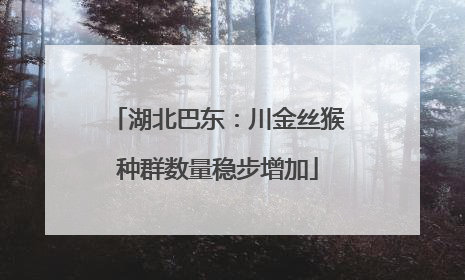 湖北巴东：川金丝猴种群数量稳步增加