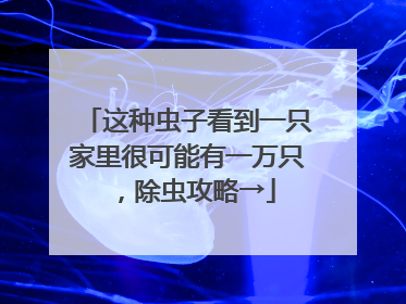这种虫子看到一只家里很可能有一万只，除虫攻略→