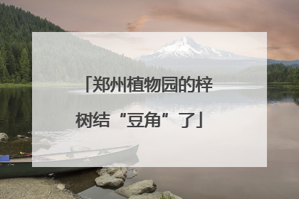 郑州植物园的梓树结“豆角”了