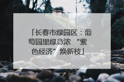 长春市绿园区：葡萄园里绿意浓 “紫色经济”焕新枝