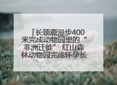 长颈鹿漫步400米完成动物园里的“非洲迁徙” 红山森林动物园完成怀孕长颈鹿步行转运