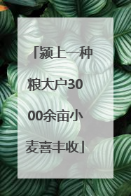 颍上一种粮大户3000余亩小麦喜丰收