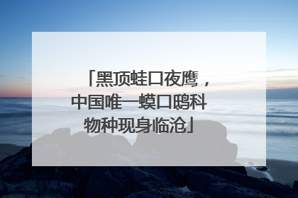 黑顶蛙口夜鹰，中国唯一蟆口鸱科物种现身临沧
