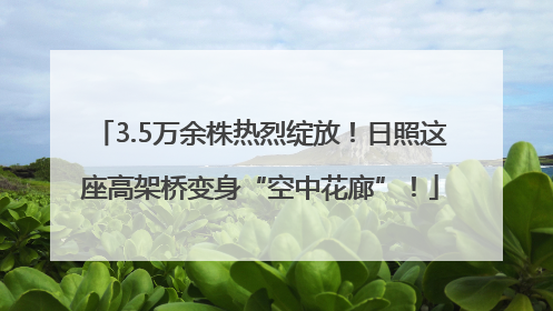 3.5万余株热烈绽放！日照这座高架桥变身“空中花廊”！